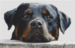 Rottweiler Watching (image for) Rottweiler Watching